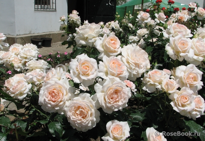 ������ �����. Chandos Beauty. (��)